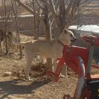 واگذاری توله سرابی