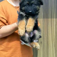 سگ ژرمن شپرد ، نژادی برای جستجو و نجات