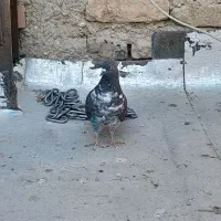 کفتر غریب گیری  ۳تا باهم ۴۰۰