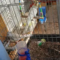 طوطی عروس سخنگو