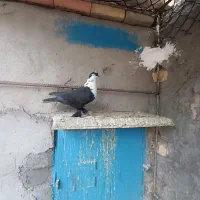 سرمخملی|پرنده|کرمان, |دیوار
