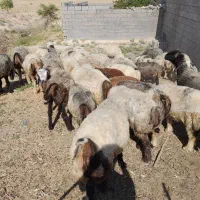 فروش میش داشتی بختیاری
