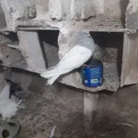 یک جفت فلی باش بیس شگیل قطعلی