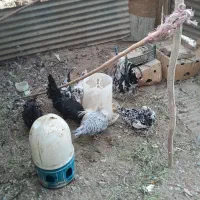 مرغ و جوجه و خروس گلین|حیوانات مزرعه|اصفهان, درب سیبه علیا|دیوار