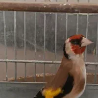 سهره گل بلند دوبر قفل