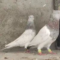 کله ای مسجدسلیمان|پرنده|اهواز, شهرک حفاری|دیوار