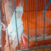 یک جفت عروس هلندی مولد نر و ماده|پرنده|آذرشهر, |دیوار