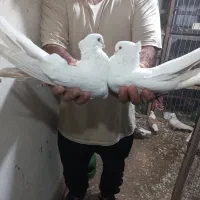 پرنده.کبوتر|پرنده|ساری, |دیوار