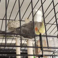 عروس هلندی رام نر