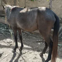 اسب|اسب و تجهیزات اسب‌سواری|قرق, |دیوار