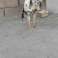 پلی استیشن 2 بدون وسایل 3ملیون