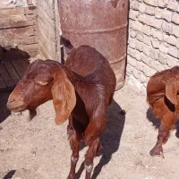 بزجمل زا|حیوانات مزرعه|تربتحیدریه, پائین ولایت|دیوار