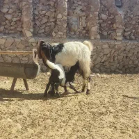 شیشک۲۵ و تیشتر۱۸|حیوانات مزرعه|ارم, |دیوار