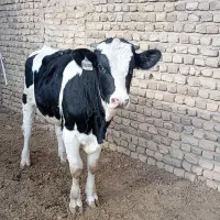 دوراس گوساله نر فروشی فوری فوری|حیوانات مزرعه|تهران, نصرت|دیوار