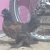 جوجه