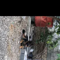 سگ ژرمن شپرد اصل ماده نژاد دار