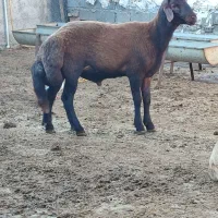 گوسفند نر  مخصوص تخمی کاربلد درجه یک نژاد بروجردی