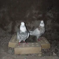 کبوتر