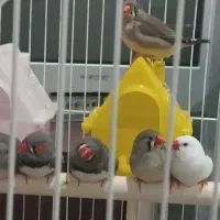 فنچ|پرنده|سراوان, |دیوار