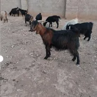 فروش ده عدد بز جوان|حیوانات مزرعه|شیراز, شریف‌آباد|دیوار