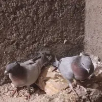 7 عدد کفتر|پرنده|چناران, |دیوار