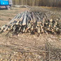 چوب گلخانه ای