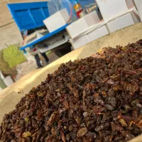 کشمش تاک|خوردنی و آشامیدنی|کاشمر, |دیوار