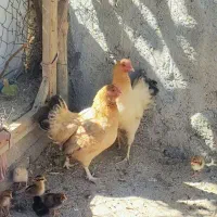 فروش مرغ و خروس و جوجه محلی|حیوانات مزرعه|ایوان, |دیوار