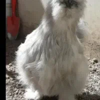 تخم مرغ نطفه دار مرغ ابریشمی|حیوانات مزرعه|تهران, نارمک جنوبی|دیوار