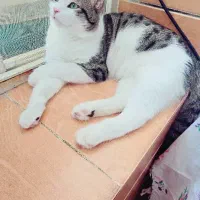 گربه|گربه|کرمان, |دیوار