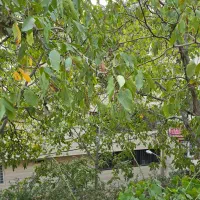 ۶۰۰ متر باغچه راحت آباد (باملواسان) قطعه بندی شده|فروش زمین و ملک کلنگی|لواسان, |دیوار