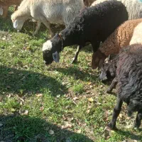 دامزلخ|حیوانات مزرعه|اهر, |دیوار