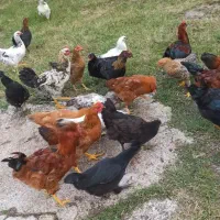 فروش مرغ خروس