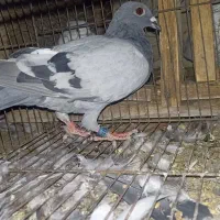 جوجه پلاکی