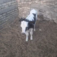 سلام گاو زایده با گو ساله نر (زه اول)|حیوانات مزرعه|نیمروز, |دیوار