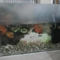 اکواریوم با تمام لوازم