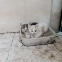 واگواری دو عدد بچه گربه کاملا اهلی و گوگولی