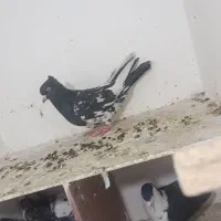 کفتر به شرط ضمانت|پرنده|مشهد, رده|دیوار