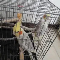 عروس هلندی نروماده