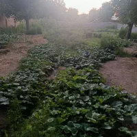 سبزی خوردن آشی و خورشتی در روداور