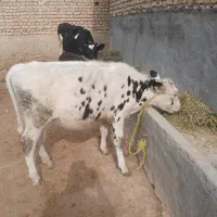 گوساله ماده دوتاش چشماش کوره شاروله وهلشتان اذرسا