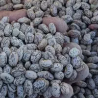 لوبیا۷۰۰ کیلو برداشت امسال