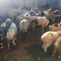 میش بره دار