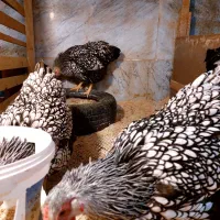 تخم مرغ نطفه دار ویاندوت جی اس سیلور بلو|حیوانات مزرعه|تهران, جیحون|دیوار