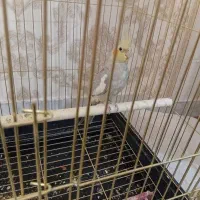 عروس هلندی بدون قفس