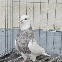 نراجری و ماده اجری خال سرکه ای