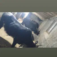 تعدادی گاوآبستن ،گوساله نر محلی|حیوانات مزرعه|املش, |دیوار