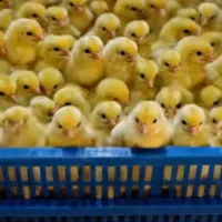 بهترین وباکیفت ترین وبهداشتی ترین مجموعه جوجه