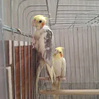 یک جفت عروس هلندی مولد