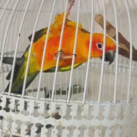 طوطی خورشیدی